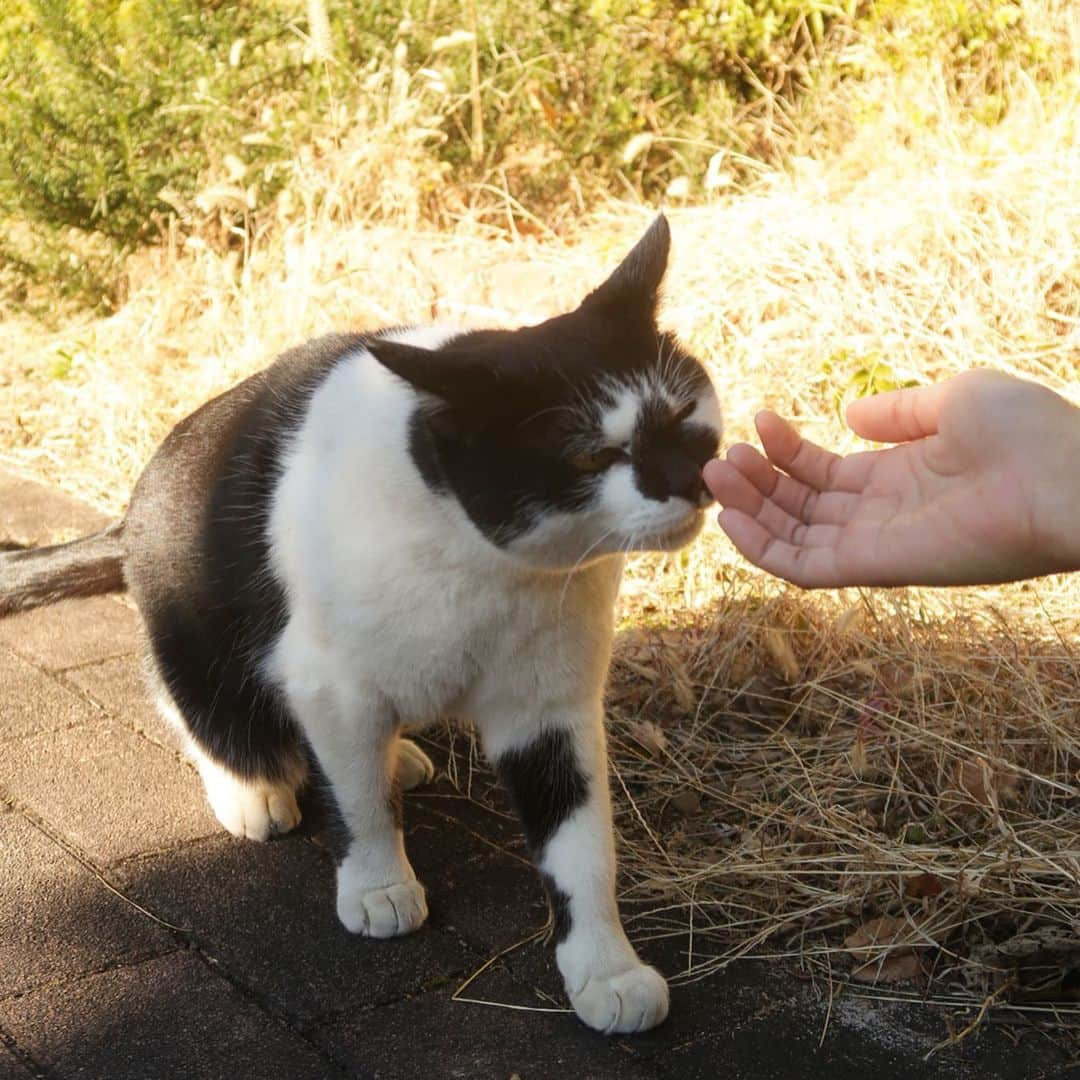 近藤研二さんのインスタグラム写真 - (近藤研二Instagram)「7月13日、僕の心の友だった猫しーちゃんが虹の橋を渡りました。亡くなる前の数日間は行方不明だったそうですが、最後はちゃんと木原さん宅に戻って来てご家族に見守られながら安らかに息をひきとったそうです。僕も葬儀にかけつけることができました。天国で待っているみんなにこれから会うのを楽しみにしている、そんな顔で眠っていました。しーちゃんは本当に人懐っこくて愛想がよいからねえ。  木原さんから星型のかわいい尻尾の骨を分骨してもらいました。しーちゃんは本当に幸せ者だったね。木原さんちの家族になれて。たくさんのTANCY（たんしー）グッズやオリジナルソングまで木原さんに作ってもらい、猫ラボさんにフェルトの人形を作ってもらったこともあったね。みんなのアイドルだったよ。これからは伝説になるね。  1~5枚目：2015年出会って足繁く通ったしーちゃん通り その後TNRされ偶然にも少し離れた木原庸佐（@kerokerokingdx ）さん宅の庭に現れ、家族として迎い入れてもらいました。 6枚目：2018年1月 通りがかった木原家の庭で僕が最後に見たしーちゃん 7枚目；腎臓を悪くしたと聞いて 8枚目；木原さん作のたんしー編みぐるみとモイウニ 9枚目；遺骨ペンダントを首にぶらさげる予定 10枚目；遡って、一番最初にしーちゃんを見た日（2015年1月29日）  天国でゆっくり身体を休めたら、この時みたいにまたいつでも駆け寄っておいで。そしたら呼びかけるよ、「しーちゃん、しーちゃん、こっちこっち」ってね。  またね、しーちゃん。  #しーちゃん通り #たんしー #しーちゃん」7月16日 19時34分 - kenjikond0