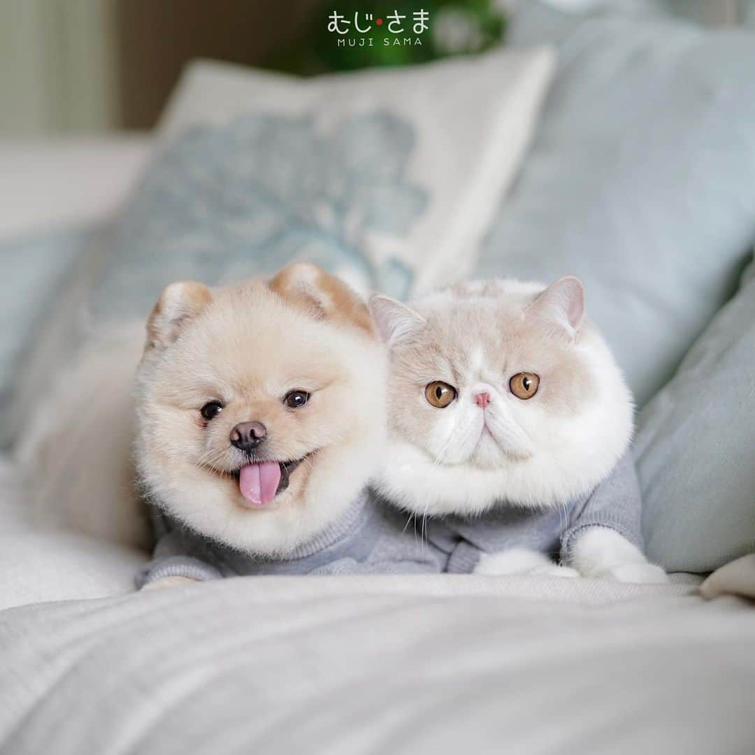 むじさまさんのインスタグラム写真 - (むじさまInstagram)「😚😚 #SonyAlphaAnimalPortrait #SonyAlphaAnimalPortraitTH #mujisama」7月16日 19時40分 - mujisama