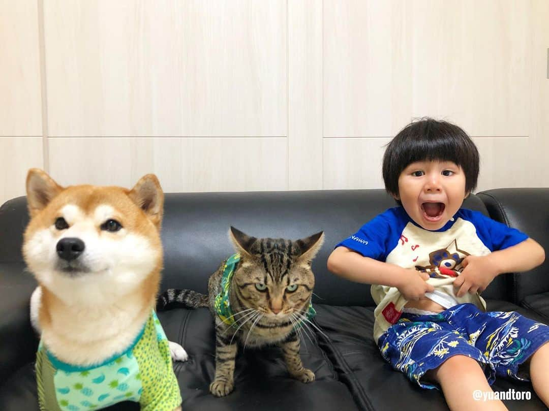 ゆうとろ（柴犬ゆうと猫のとろ）のインスタグラム