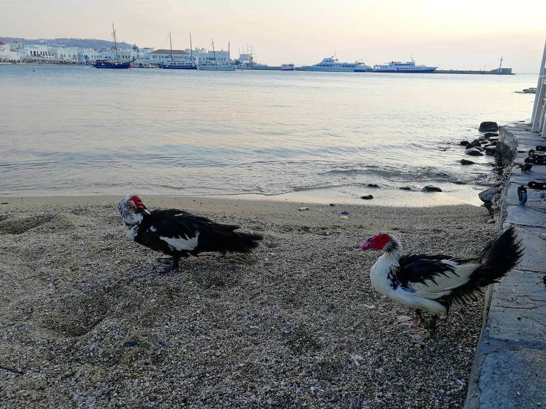 桐島瑞希さんのインスタグラム写真 - (桐島瑞希Instagram)「アテネからミコノス島へは飛行機で1時間弱✈️✨ 素敵な夕陽が待っていました…😍 #greece #ギリシャ #ギリシャ旅行 #mykonos #ミコノス島 #海外旅行好きな人と繋がりたい #海外生活 #海外暮らし #海外旅行 #旅したくなるフォト #travelphotography #sunset #port」7月17日 1時21分 - mizkirisiii