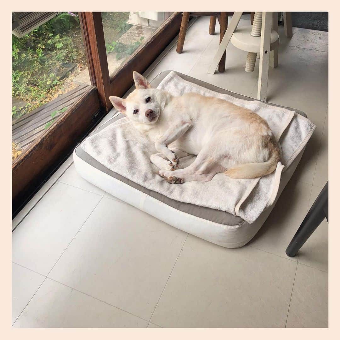 パンといっぴきさんのインスタグラム写真 - (パンといっぴきInstagram)「#元保護犬 #雑種犬 #crossbreed #mixdog」7月17日 1時22分 - kwhr725