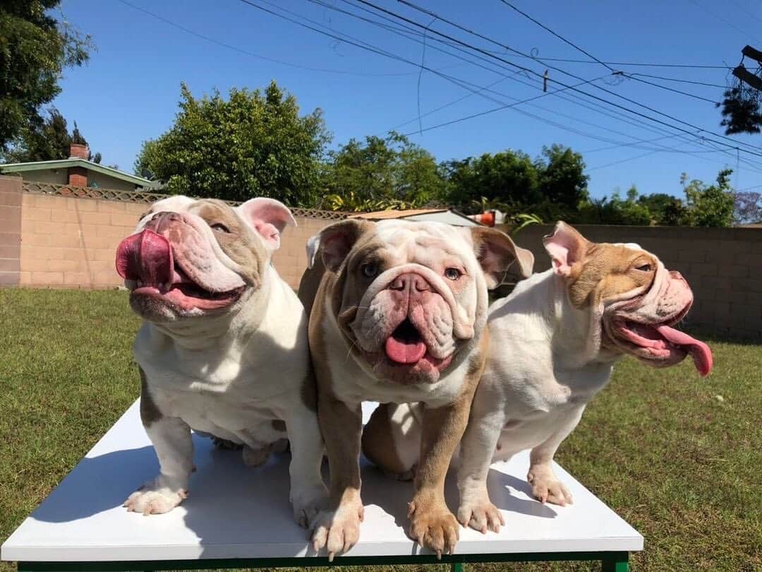 Bodhi & Butters & Bubbahさんのインスタグラム写真 - (Bodhi & Butters & BubbahInstagram)「Suns out, tongues out 🐶🐶🐶 . . . . . #bulldog #bff #sisters #brother #baby #love #sun #tot #dogsofinstagram #puppy #life @extrabasilplease @dakkydak」7月17日 1時27分 - keonistuff