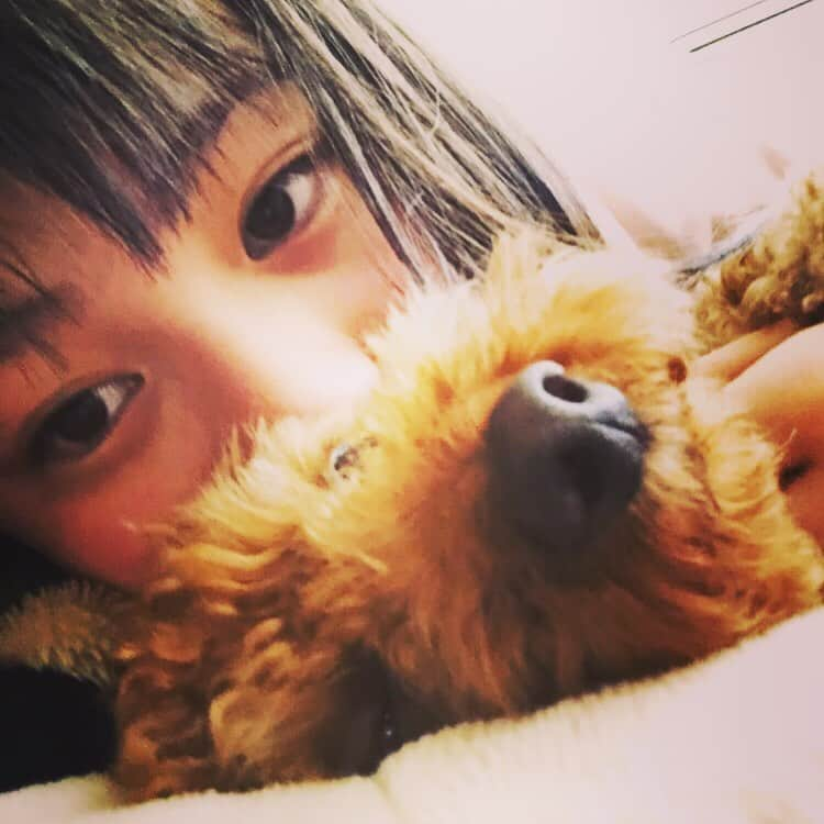 三浦理奈のインスタグラム：「I love cocoa❤️ . #トイプードル #ココア #dog #cocoa」