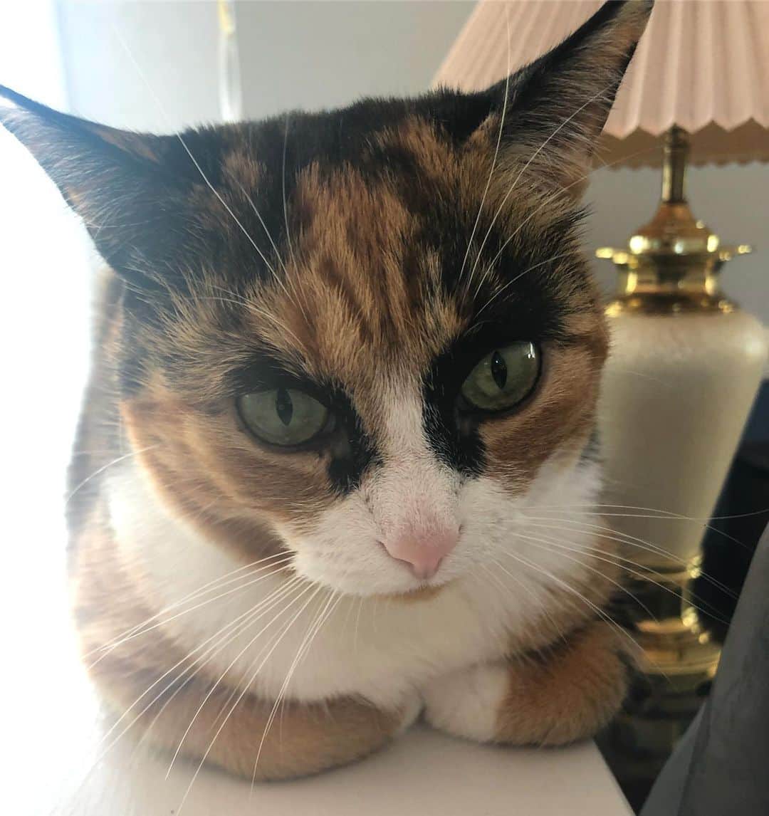 リリーのインスタグラム：「Good morning everyone 😸☀️」