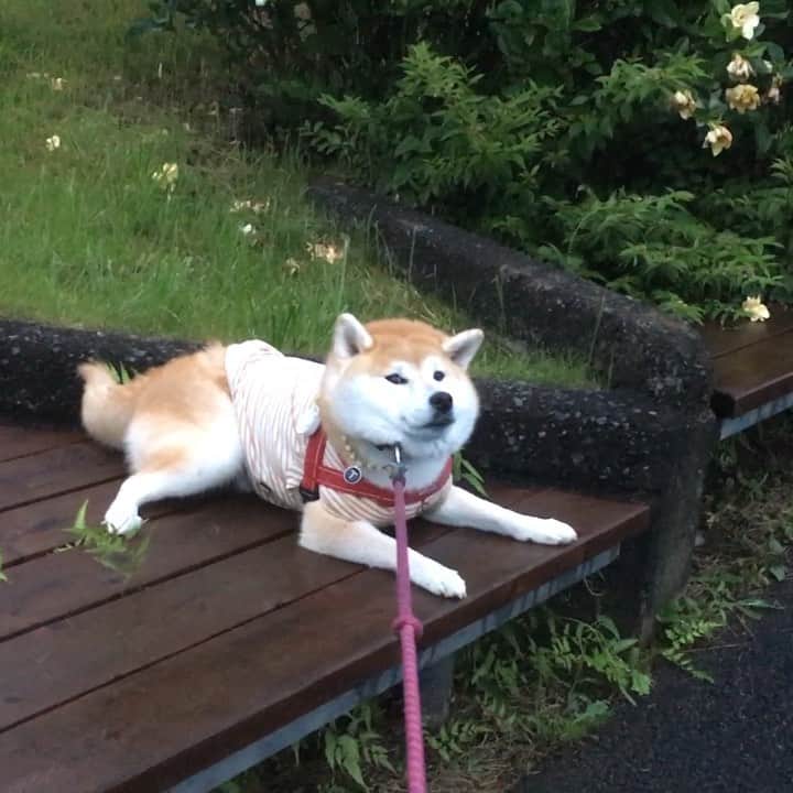 てんパパのインスタグラム