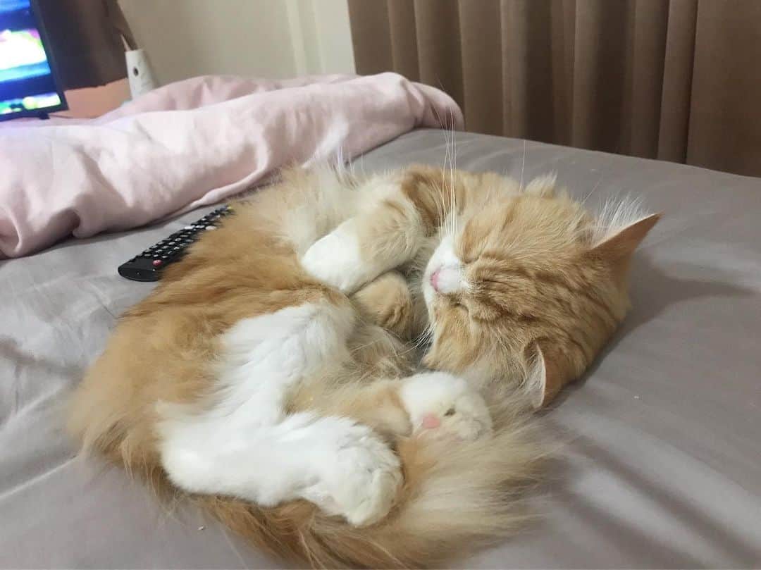 Haruのインスタグラム：「Too soft to touch. #sweetalex」