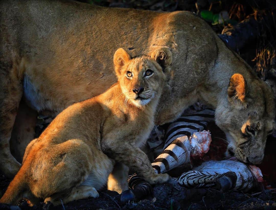 thephotosocietyさんのインスタグラム写真 - (thephotosocietyInstagram)「Photo by @KenGeiger | Serendipity, at times, is simply a by-product of stubbornness. This lioness had taken down a young zebra for herself and her single cub. They were alone in the dark bush, the light was terrible, and after hours of waiting and watching it seemed that the scene just wasn't producing an image—except for one minute at sunset, when the light broke through the bush and the cub turned to a distant sound. #zambia #southluangwa #lioncub #lionking To explore more images of the #Africa follow @KenGeiger」7月16日 20時34分 - thephotosociety