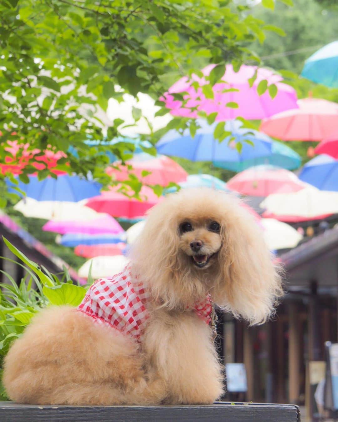 Toypoodle Mikuru?Asakusa Tokyoのインスタグラム：「20190713 Saturday. In Karuizawa. みきゅるんの夏休みPart ❷🎐 4月にきた時は雪景色だったハルニレテラス😄 今回はアンブレラスカイ☂️ 晴れ間が見えないのは寂しいけれど 雨☔️が降らなかっただけで🆗だよね😆 . ❶❷ 朝の軽井沢 ❸ なめポン @namecomummy と ❹ テンション高めみきゅるん ❺ るーたんとなめポンと距離はなに？😅 ❻ なんとなく動画 . ハルニレテラスでは、るーたん @rulumam と待ち合わせ👍🏻 そしてそして、偶然にも、、、😆 . Part ❸ へ続く . #軽井沢 #ハルニレテラス  #karuizawawithdog」