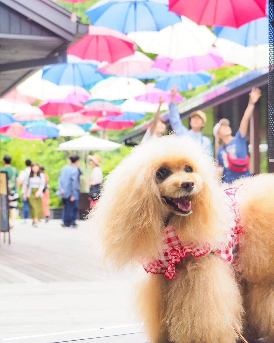 Toypoodle Mikuru?Asakusa Tokyoさんのインスタグラム写真 - (Toypoodle Mikuru?Asakusa TokyoInstagram)「20190713 Saturday. In Karuizawa. みきゅるんの夏休みPart ❷🎐 4月にきた時は雪景色だったハルニレテラス😄 今回はアンブレラスカイ☂️ 晴れ間が見えないのは寂しいけれど 雨☔️が降らなかっただけで🆗だよね😆 . ❶❷ 朝の軽井沢 ❸ なめポン @namecomummy と ❹ テンション高めみきゅるん ❺ るーたんとなめポンと距離はなに？😅 ❻ なんとなく動画 . ハルニレテラスでは、るーたん @rulumam と待ち合わせ👍🏻 そしてそして、偶然にも、、、😆 . Part ❸ へ続く . #軽井沢 #ハルニレテラス  #karuizawawithdog」7月16日 20時36分 - purapura299