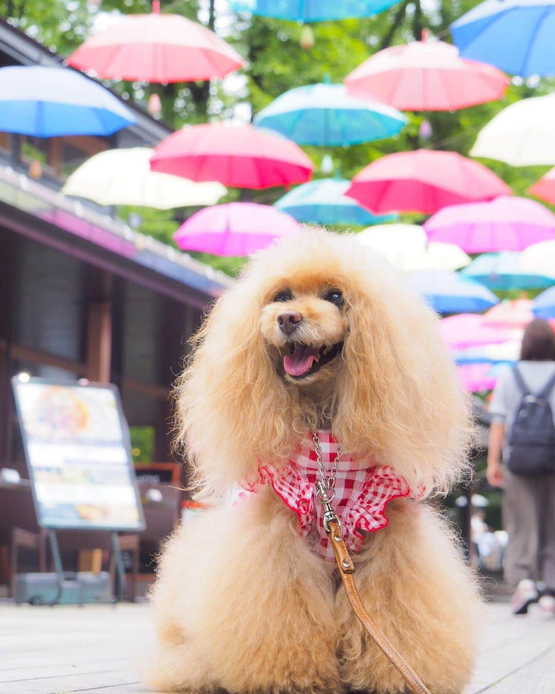 Toypoodle Mikuru?Asakusa Tokyoさんのインスタグラム写真 - (Toypoodle Mikuru?Asakusa TokyoInstagram)「20190713 Saturday. In Karuizawa. みきゅるんの夏休みPart ❷🎐 4月にきた時は雪景色だったハルニレテラス😄 今回はアンブレラスカイ☂️ 晴れ間が見えないのは寂しいけれど 雨☔️が降らなかっただけで🆗だよね😆 . ❶❷ 朝の軽井沢 ❸ なめポン @namecomummy と ❹ テンション高めみきゅるん ❺ るーたんとなめポンと距離はなに？😅 ❻ なんとなく動画 . ハルニレテラスでは、るーたん @rulumam と待ち合わせ👍🏻 そしてそして、偶然にも、、、😆 . Part ❸ へ続く . #軽井沢 #ハルニレテラス  #karuizawawithdog」7月16日 20時36分 - purapura299