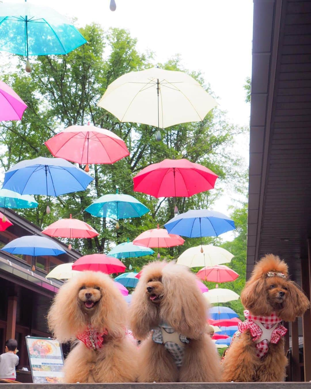 Toypoodle Mikuru?Asakusa Tokyoさんのインスタグラム写真 - (Toypoodle Mikuru?Asakusa TokyoInstagram)「20190713 Saturday. In Karuizawa. みきゅるんの夏休みPart ❷🎐 4月にきた時は雪景色だったハルニレテラス😄 今回はアンブレラスカイ☂️ 晴れ間が見えないのは寂しいけれど 雨☔️が降らなかっただけで🆗だよね😆 . ❶❷ 朝の軽井沢 ❸ なめポン @namecomummy と ❹ テンション高めみきゅるん ❺ るーたんとなめポンと距離はなに？😅 ❻ なんとなく動画 . ハルニレテラスでは、るーたん @rulumam と待ち合わせ👍🏻 そしてそして、偶然にも、、、😆 . Part ❸ へ続く . #軽井沢 #ハルニレテラス  #karuizawawithdog」7月16日 20時36分 - purapura299