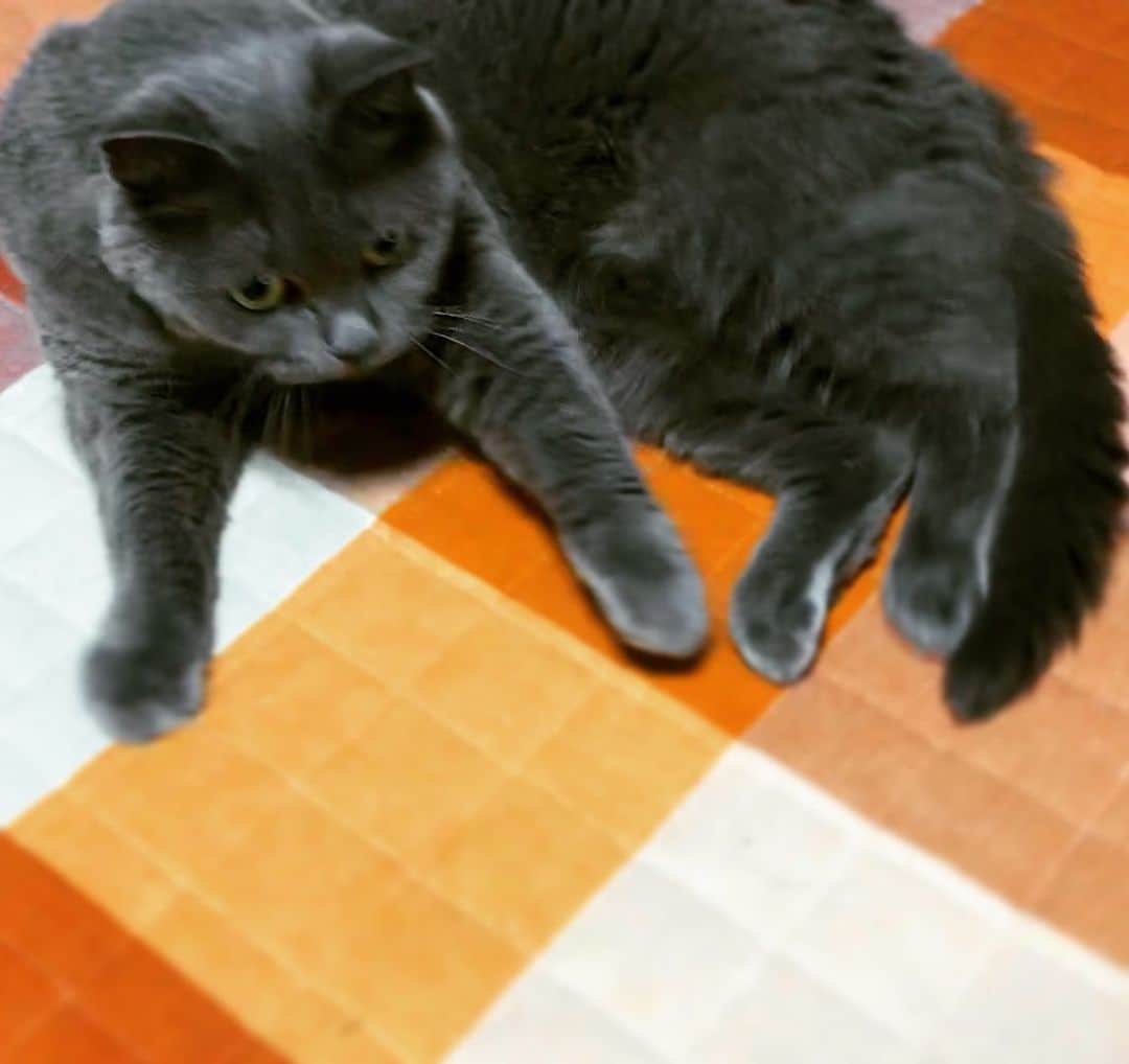 チキン南蛮カレーのルウ王子のグルメインスタ