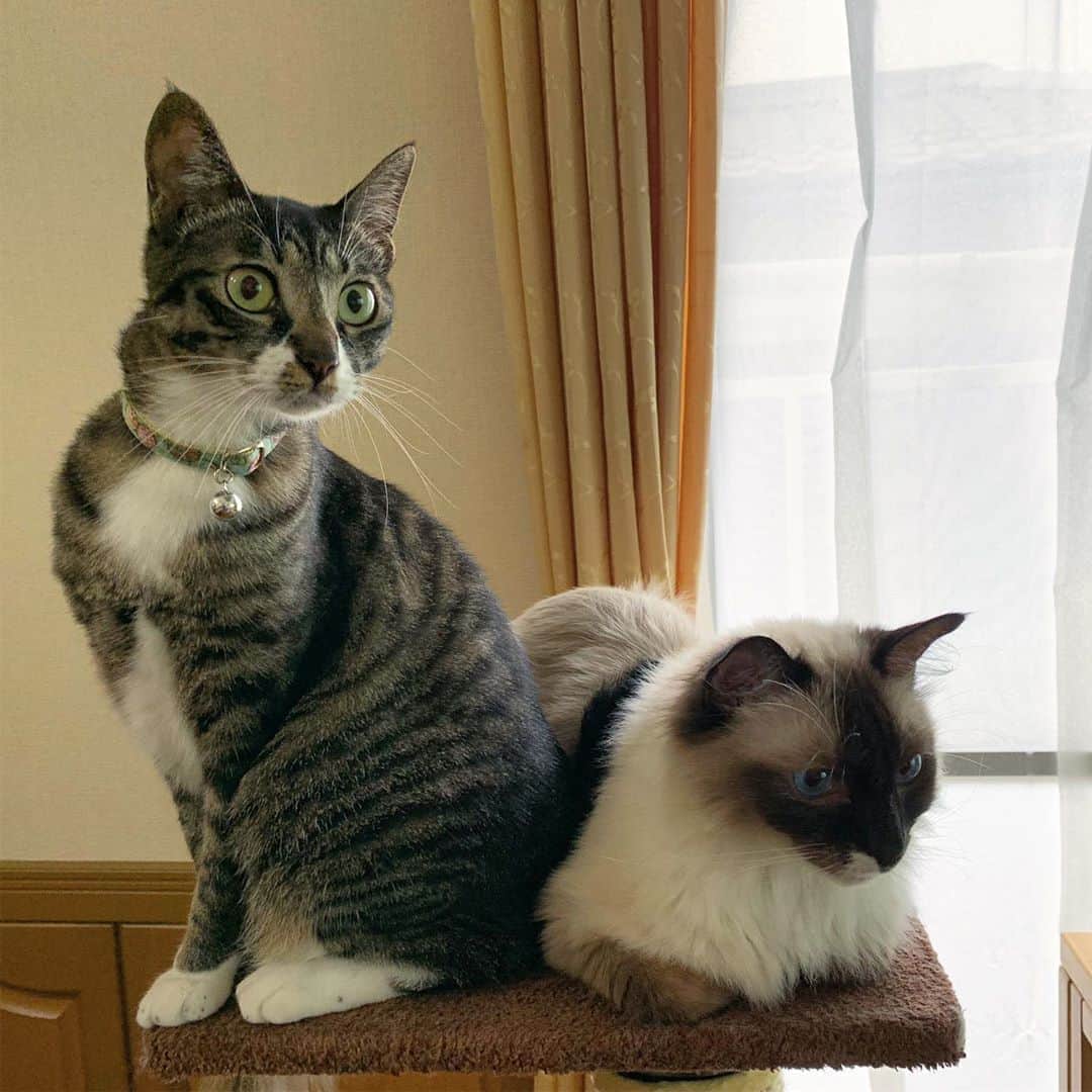 takegaeruのインスタグラム：「カギしっぽのせ子😁 #cat #猫 #ragdoll #ラグドール #ホワイトポッチーズ #よもねこ #よもぎねこ #キジトラ #きじとら」
