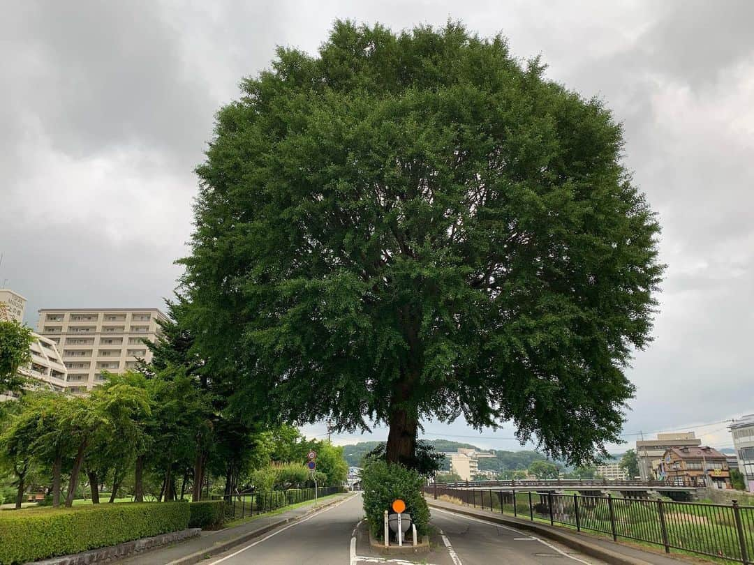 坂本美雨さんのインスタグラム写真 - (坂本美雨Instagram)「喫茶cartaの近くの 美しい銀杏の木  あなたに毎日会いたい  7/14 7/15 7/16 #定点観測」7月16日 20時42分 - miu_sakamoto