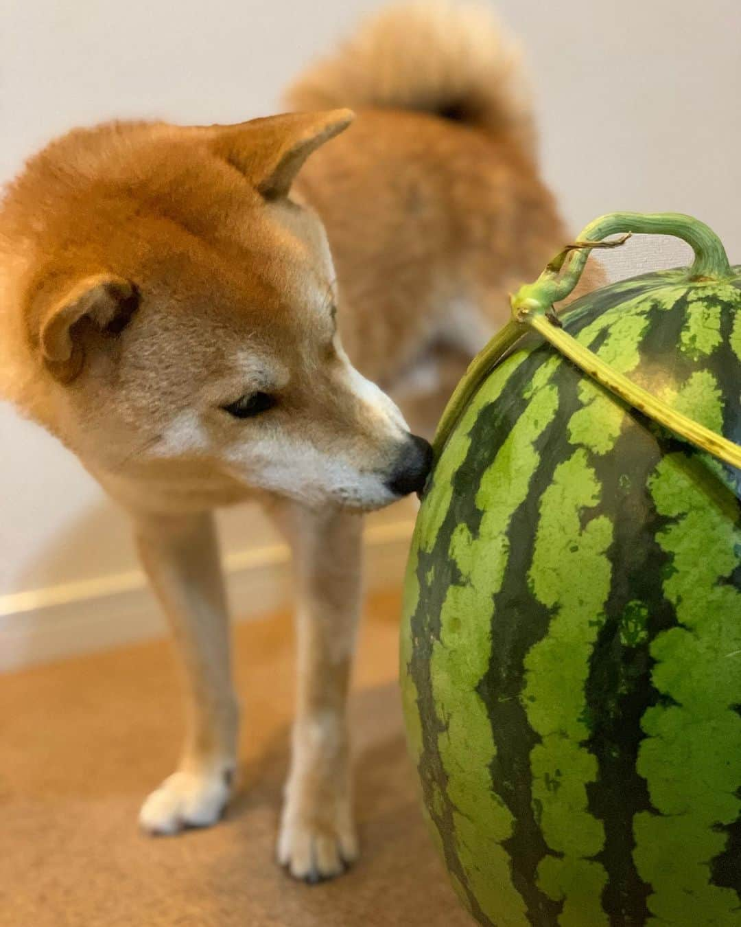 大山加奈さんのインスタグラム写真 - (大山加奈Instagram)「. . おっきなスイカいただきました🍉‼︎ . . だいずくん興味津々‼︎ . . 早速だいずくんと いただきました🍉 . おいしいねー😊 . . ##だいず #だいず🐕💓 #豆柴 #豆柴部  #柴犬 #しばいぬ  #犬のいる暮らし#🐶 #🐕#いぬすたぐらむ #ワンスタグラム #しばすたぐらむ #mameshiba#shibainu#shibastagram #柴犬好きさんと繋がりたい #柴犬のいる暮らし #柴犬ライフ #🍉 #スイカと犬」7月16日 20時43分 - kanaoyama0619