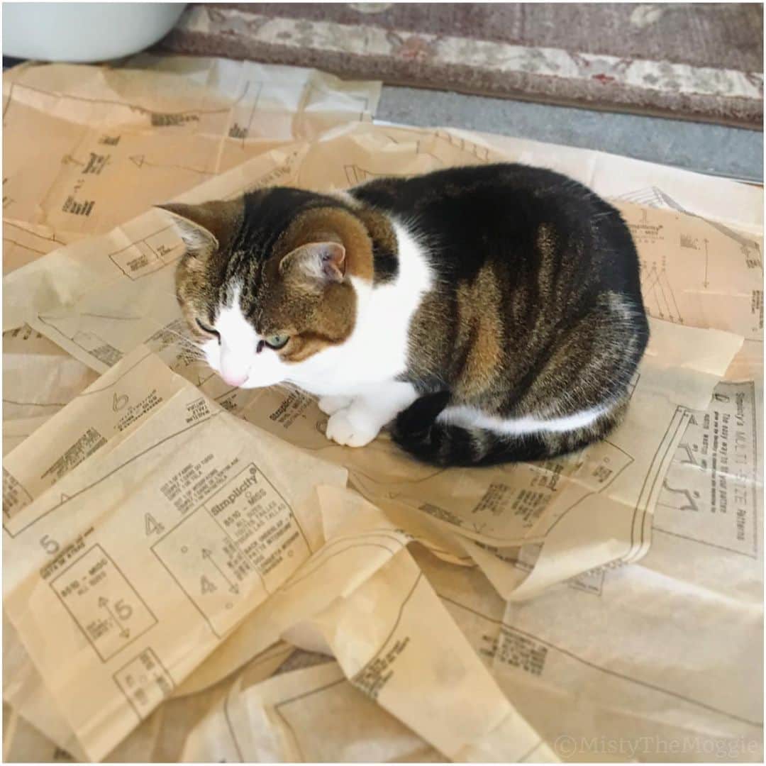 Misty The Moggieさんのインスタグラム写真 - (Misty The MoggieInstagram)「Sewing with cats is hard... #sewingwithcats」7月16日 20時50分 - mistythemoggie
