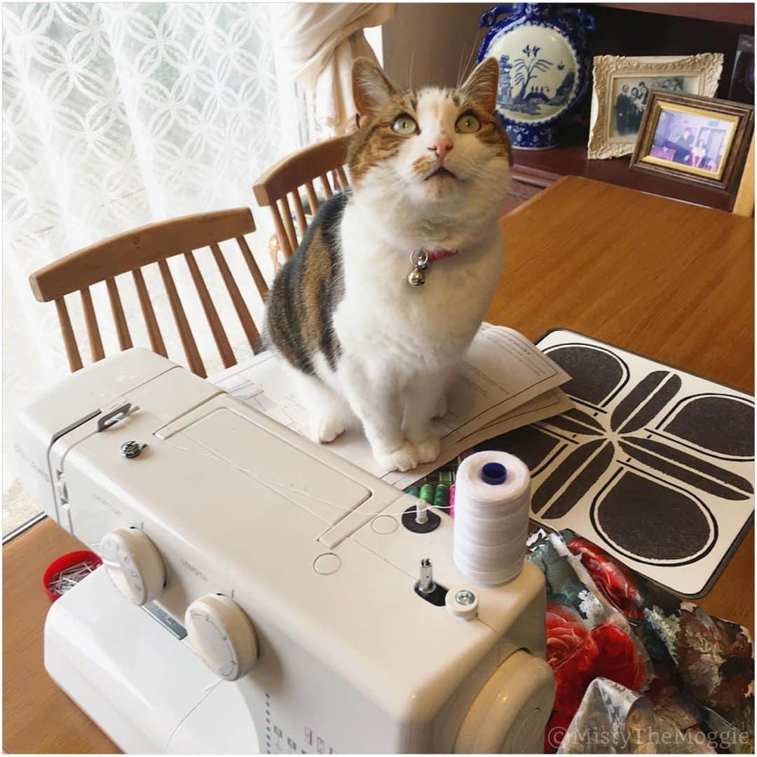 Misty The Moggieさんのインスタグラム写真 - (Misty The MoggieInstagram)「Sewing with cats is hard... #sewingwithcats」7月16日 20時50分 - mistythemoggie