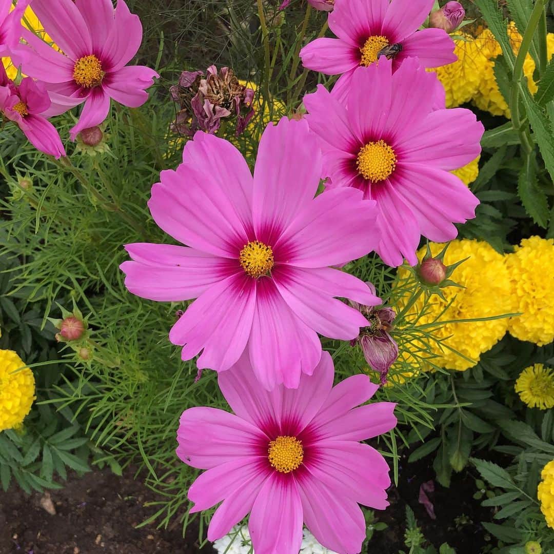 ナオミ・シマダのインスタグラム：「🌸 was wondering why this flower was giving me the feels so I looked it up 🌸 it’s a cosmos bipinnatus which is commonly referred to as the mexican aster as its native to mexico 🌸🌸 & is a flower that is often used to illustrate one's deepest feelings of love. the word cosmos in greek means orderly, beautiful, and ornamental. 🌸The flower's fragrance and vibrant colors give it the attributes of peacefulness and wholeness 🌸🌸」