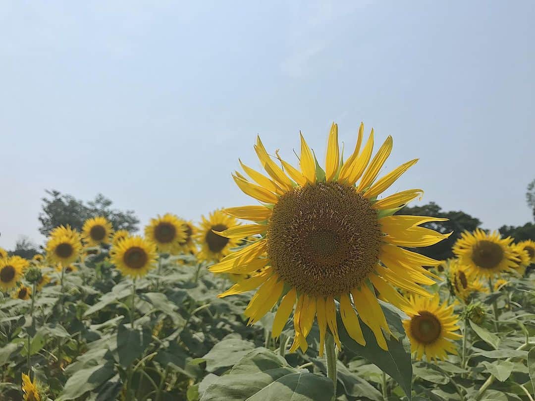 伊藤沙織さんのインスタグラム写真 - (伊藤沙織Instagram)「去年の今日はひまわり畑にいたらしい🌻早く真っ青な夏空に会えますように . #sunflowers」7月16日 21時24分 - saori__ito