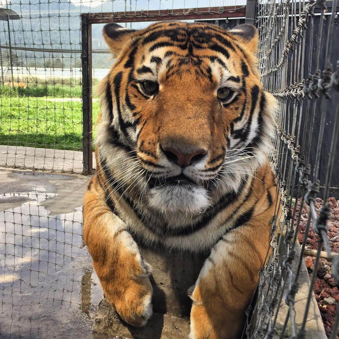 Black Jaguar-White Tiger さんのインスタグラム写真 - (Black Jaguar-White Tiger Instagram)「The Blue Warrior has a renovated pool and habitat but insists in getting his belly wet at the water fountain :) #ThinkBlue #AchillesBJWT #SaveTigers #ThinkBlue」7月16日 21時28分 - blackjaguarwhitetiger