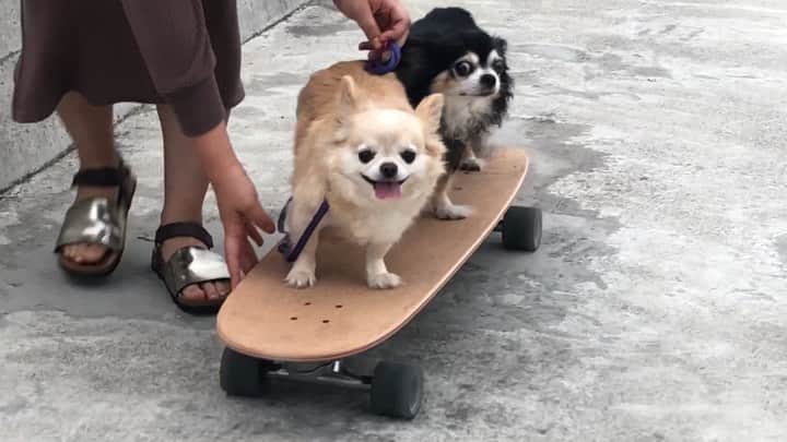 広野あさみのインスタグラム：「They stopped walking 🐕🐕🚶‍♀️😪 @yowsurf @forestlogd @chainaia13 もう歩かねぇ！🐶って駄々こねられた後」