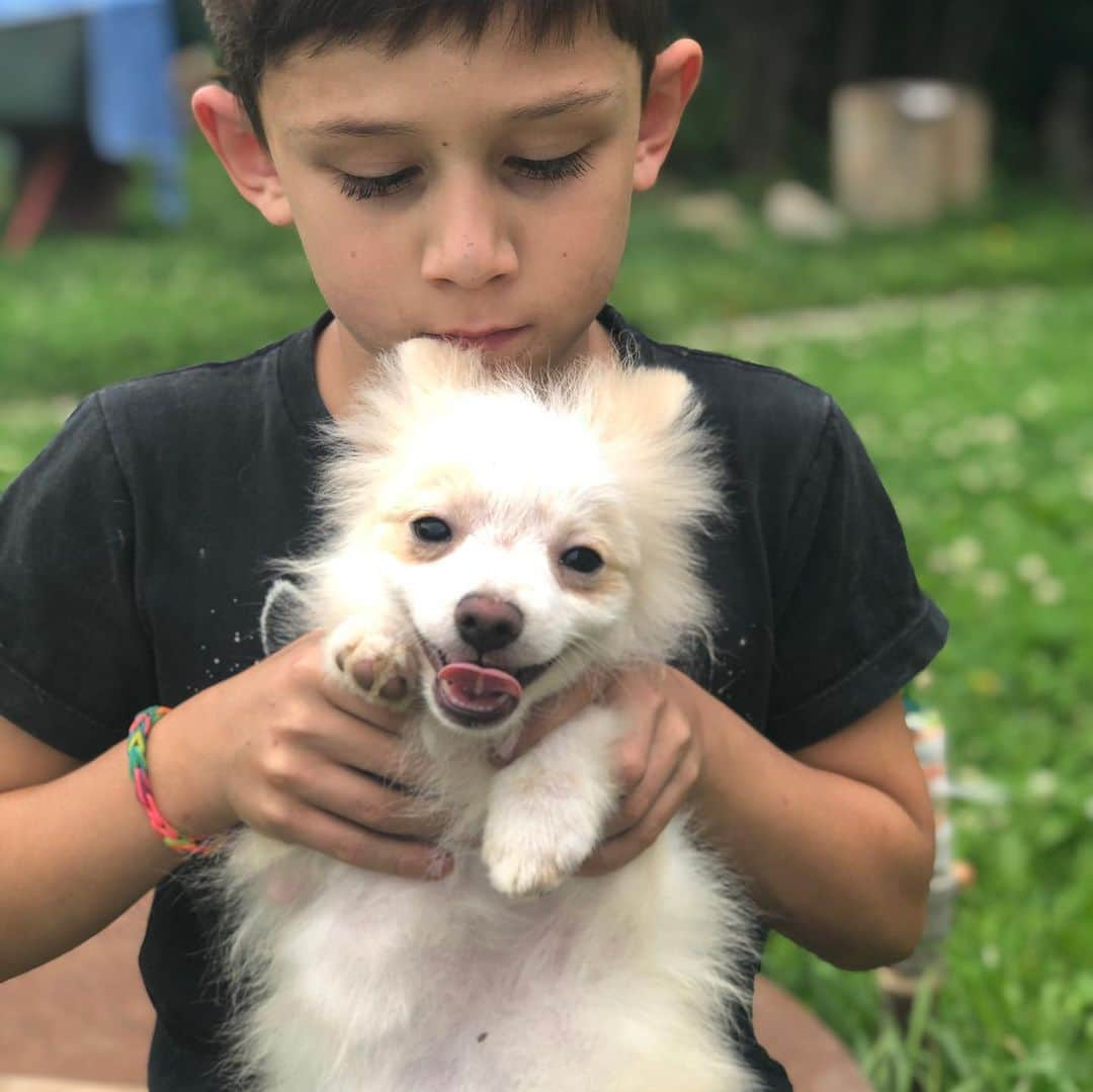 Puppy For Sale.さんのインスタグラム写真 - (Puppy For Sale.Instagram)「Мальчик немецкого шпица бело кремового окраса #патиколор  Возраст 4 месяца Полностью привит Прекрасный характер, маленький энеджайзер Предпочтительно в #семья с #дети #немецкийшпиц #малыйшпиц #шпиц #шпицы #щенок @artsimpatiya」7月16日 22時11分 - artsimpatiya