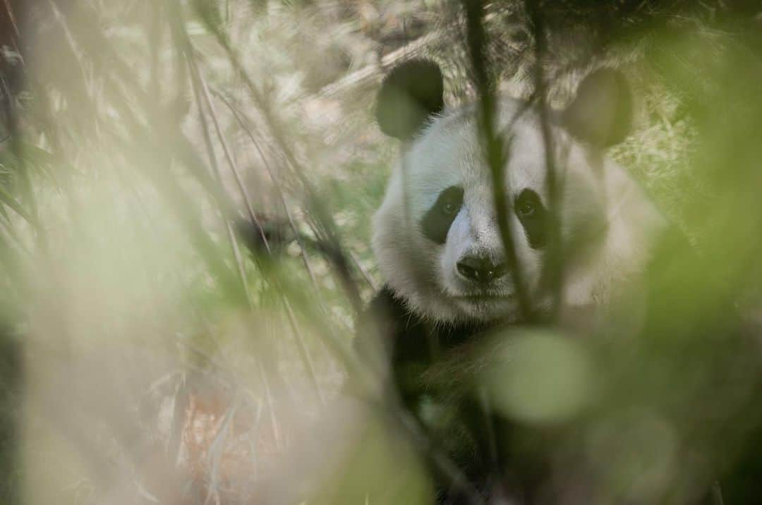 National Geographic Creativeさんのインスタグラム写真 - (National Geographic CreativeInstagram)「Photo by @amivitale | A giant panda rests amidst vegetation in the Wolong National Nature Reserve, China. #GiantPanda #China #Wildlife」7月16日 22時34分 - natgeointhefield