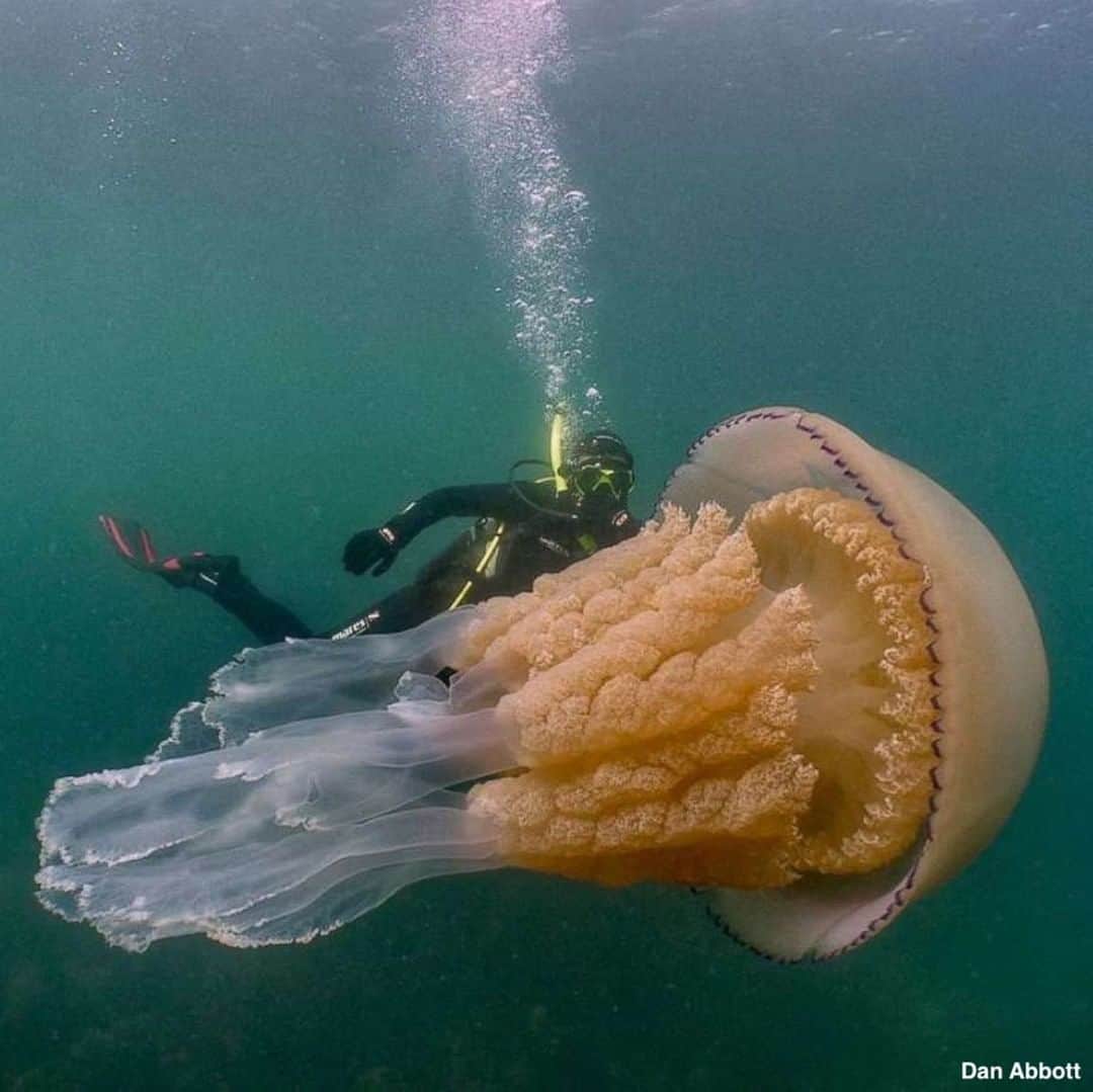 ABC Newsさんのインスタグラム写真 - (ABC NewsInstagram)「A pair of lucky divers filmed their experience swimming with a "huge" barrel jellyfish off the coast of Cornwall in the U.K., describing the moment they came face-to-face with the marine giant as "breathtaking." #jellyfish #sealife #nature #ocean #diving」7月16日 22時28分 - abcnews
