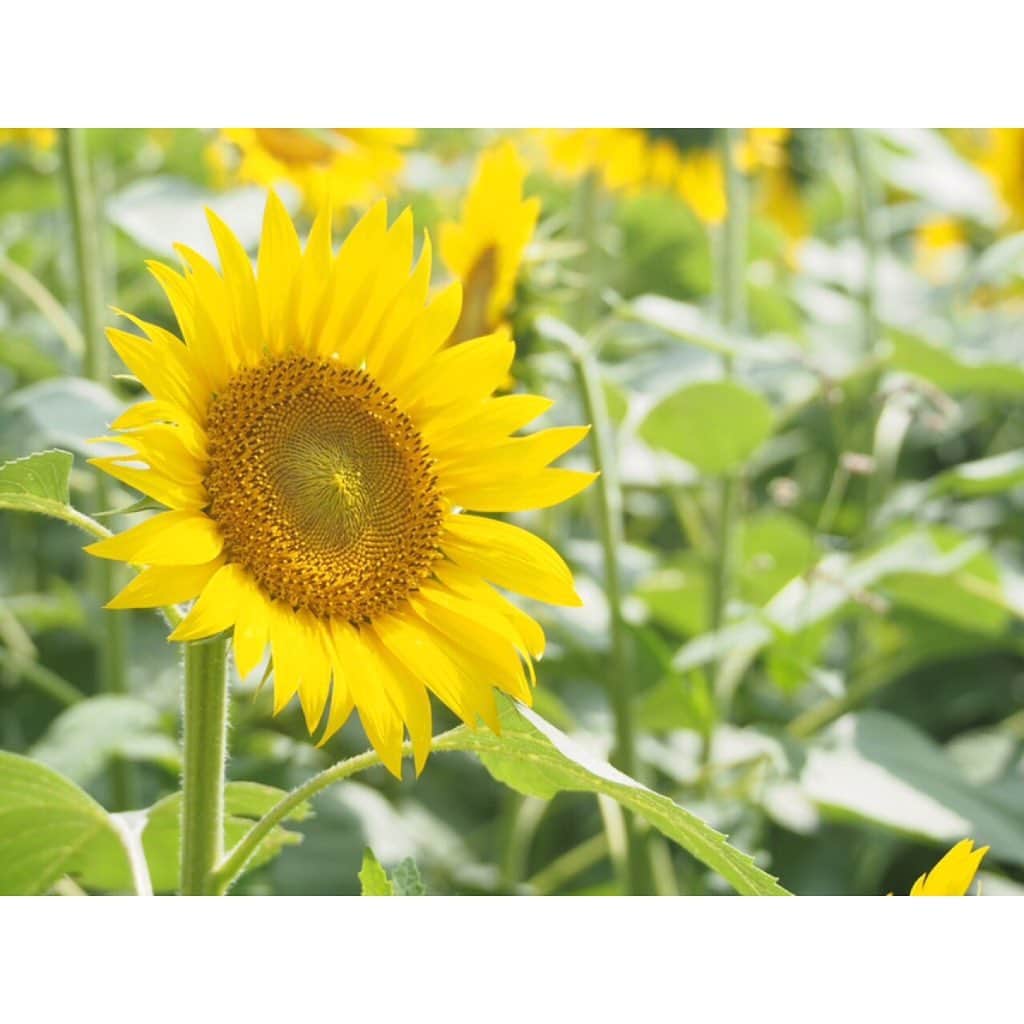 寺島咲のインスタグラム：「梅雨があけたら今年もひまわり畑に行きたいです(^^) #ひまわり畑#夏#📷」