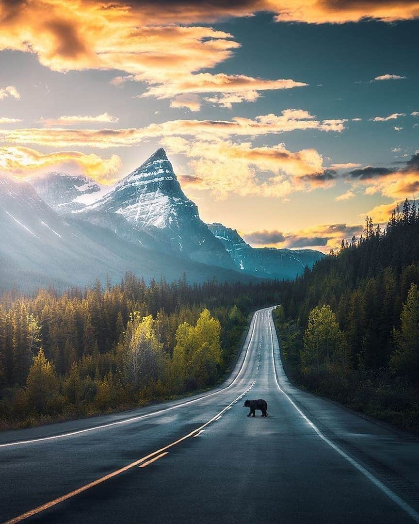 Discover Earthさんのインスタグラム写真 - (Discover EarthInstagram)「What an amazing shot of a bear crossing the road with the beautiful Banff National Park landscape in the background ! 🐻🇨🇦 Tag someone who will love this beautiful shot ! — 📍#DiscoverCanada — 📸 Photo by @merveceranphoto」7月16日 22時35分 - discoverearth