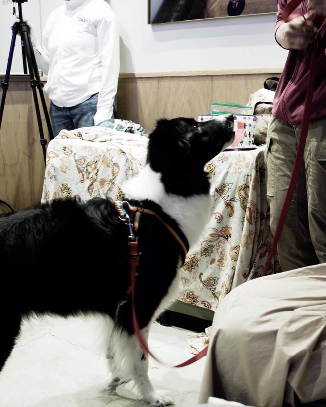 滝裕可里さんのインスタグラム写真 - (滝裕可里Instagram)「日々学びを更新🐶📝. . 犬のしつけの常識は日々更新されていく それはきっと、 単なる家畜、番犬、仕事犬から 犬が家族という存在になったからでしょう🏠  犬の気持ちに寄り添うようになってきましたよね？  だけど、日本はまだまだ遅れてるんだなって 海外から来日された動物に関わる方に お会いすると痛感します。  先日、アメリカから来日されたドッグトレーナー ローラ・モナコ・トレッリさんの 【ハズバンダリートレーニング】 セミナーに参加してきました！ . . “ハズバンダリー”という言葉 みなさんは知っていますか？  私はお恥ずかしながら 今回初めて知りました🤭  動物園や水族館にいる動物の 体温測定や採血、、、 その他もろもろの必要なケアのために 動物にその姿勢を取ってもらえるように トレーニングすること  イルカやライオンの身体に 無理やり触れようとしたら…  尾ビレでペチーン🐬 鋭い牙でガブっ🦁 なんてことにきっとなりますよね？  無理矢理するのではなく 動物に選択肢を与えて 必要なケアの時に 落ち着いていれるように慣らしてあげる。  それを家族である 犬や猫にもしてあげませんか？ というのが最近の海外の流れで 私はすごく共感していて 日本にもその考え方が 広まるといいなーって思いました。  犬や猫の力は ライオンやイルカと比べると 人間の力で押え込むことが可能 だから、ついつい無理矢理に！ 日本ではこれが一般的かな  爪切り、耳かき、目薬、歯磨き、 シャンプー、獣医さんの診察台、トリミング、etc…  いぬライフねこライフに必要なケアをする時に 無理やり押さえ込んで我慢させるのではなく  自ら手を出し落ち着いて爪切りが出来たら… 自ら口を緩め落ち着いて歯磨きが出来たら…  どんなに犬も猫も飼い主さんも 心穏やかに過ごせるんだろう☺️って  ローラの愛のある知識の共有に感謝して 私も皆さんにシェアしていきます🐶😽 . . 最後まで読んでくれて ありがとうございます😌  そして今回のセミナーを 開催してくださった動物愛護団体の @animalrescue_the_voice さんに感謝です🙏  @laura.monaco.torelli  #一緒に写真撮り忘れたショック😫 #ハズバンダリー #ハズバンダリートレーニング #ドッグトレーニング #モチベーショントレーニング . . 🐶ドッグトレーニングアカウント →【@aa_dogs 】」7月16日 23時09分 - takiyukari_official
