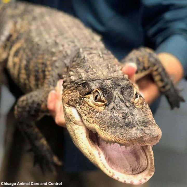 ABC Newsさんのインスタグラム写真 - (ABC NewsInstagram)「NEW: An alligator nicknamed "Chance the Snapper" has been captured in Humboldt Park Lagoon in Chicago, one week after the reptile was first spotted there. #chancethesnapper #chicago #alligator #reptile」7月16日 23時04分 - abcnews