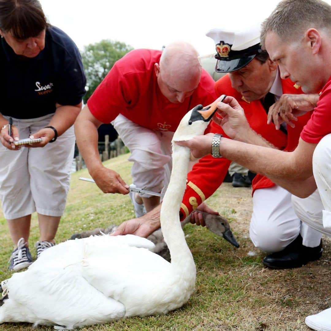 ロイヤル・ファミリーさんのインスタグラム写真 - (ロイヤル・ファミリーInstagram)「This week the annual census of the swan population on the River Thames, known as "Swan Upping" has been taking place.  It began yesterday in Sunbury, Surrey and will end at Abingdon Bridge, Oxfordshire on Friday. Originally it began as a ceremonial exercise but has now become an important element of wildlife conservation.  A flotilla of traditional Thames rowing skiffs, manned by Swan Uppers in scarlet rowing shirts and headed by The Queen’s Swan Marker row their way steadily up the Thames.  The Swan Uppers weigh and measure the cygnets and check them for any signs of injury, commonly caused by fishing hooks and line.  #SwanUpping」7月16日 23時13分 - theroyalfamily