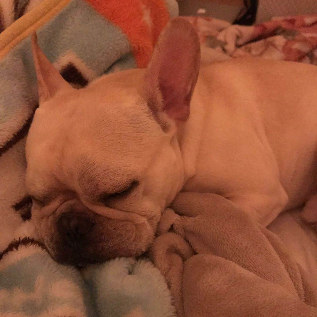 押尾学さんのインスタグラム写真 - (押尾学Instagram)「sweet dreams😌💫 #frenchbulldog #dogsofinstagram #frenchie」7月16日 23時27分 - manabuoshio_official