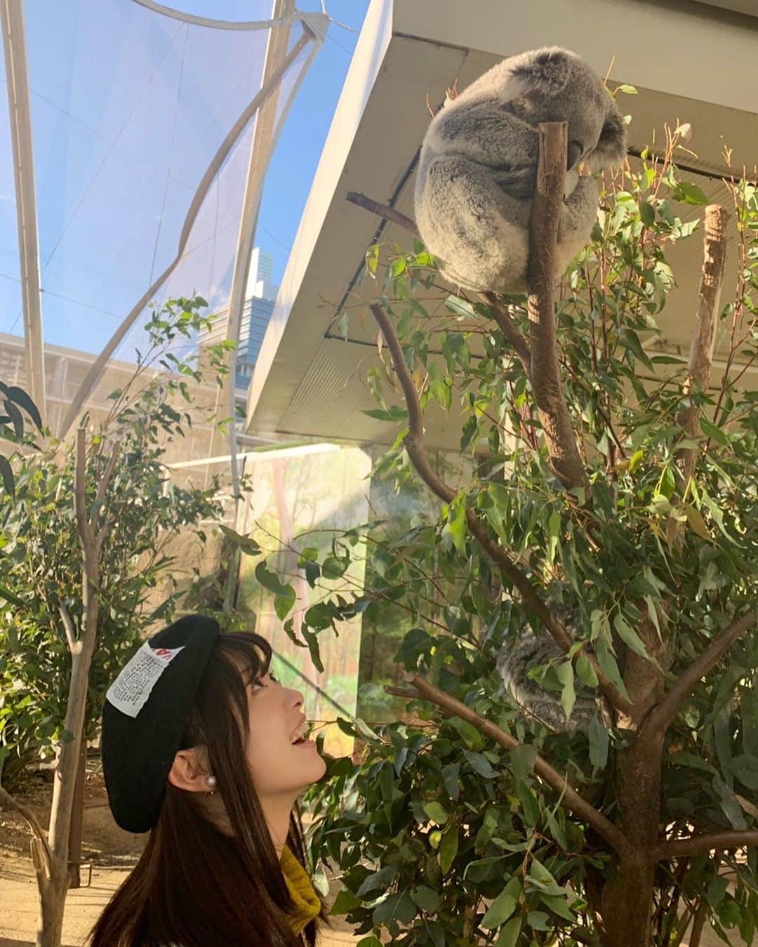 鈴木このみのインスタグラム：「オーストラリアにて🐨 コアラ可愛すぎて、写真と動画をずっと見てます🐨 癒される…🐨」