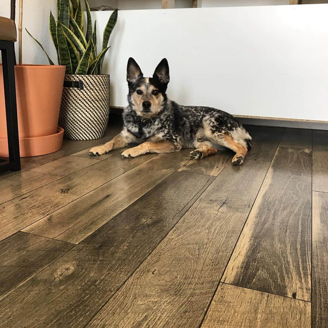 Dogs by Ginaのインスタグラム：「Oly is my shop dog. He is 13! He is a Queensland Heeler, aka Australian cattle dog, heeler, he is blue- meaning his coloring.  He is very sweet and loves a belly rub. He hates the mail carrier with a huge passion. If you happen to see him out in the shop feel free to say hi and give him a rub if he opens up for it! Its important to move slow with this breed especially. They often get mistaken as aggressive but fast movements trigger to them to work and that means nipping. I have fallen in love with this breed over the years. A dream of mine is to own land in Humboldt Co. and start my line of working cattle dogs.」