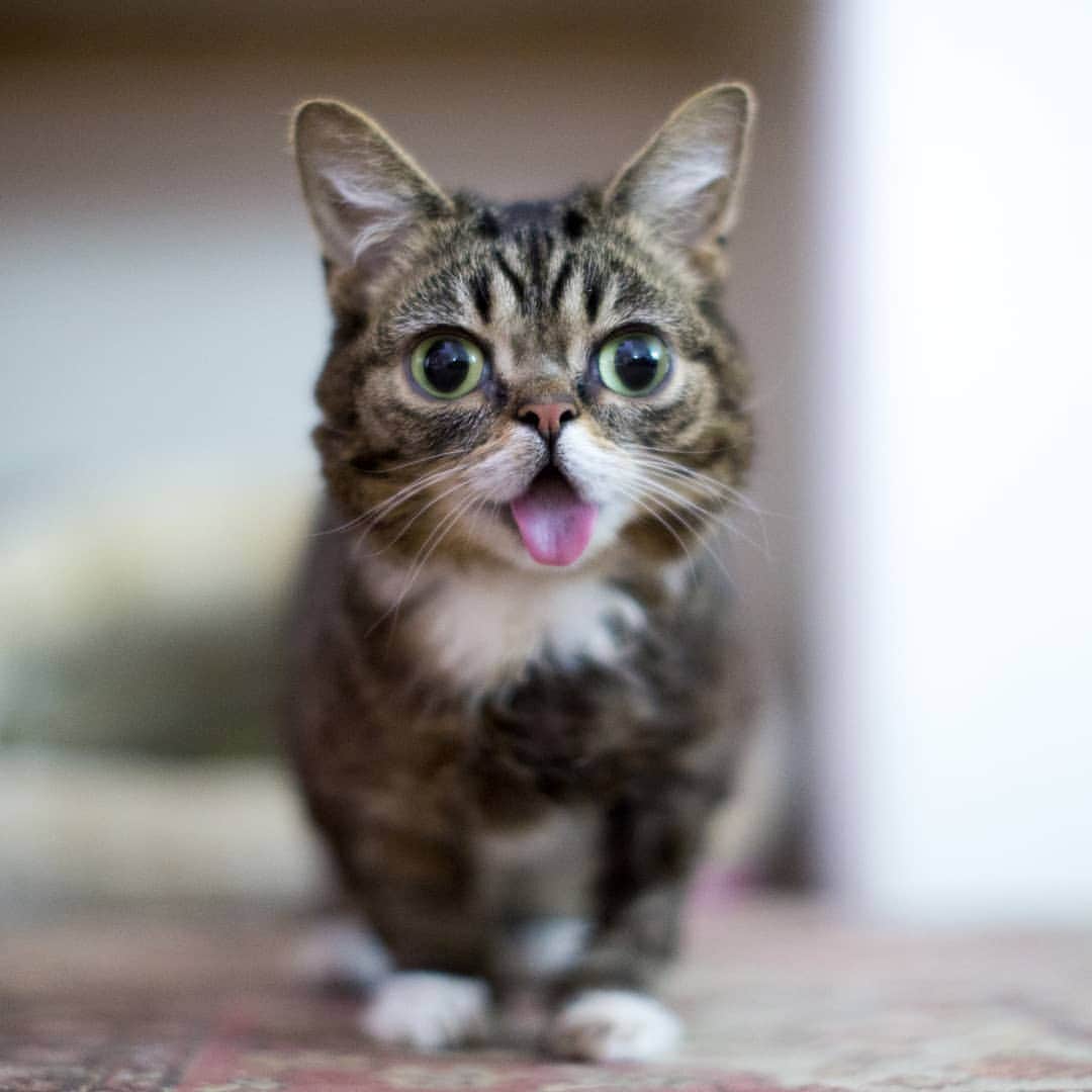 Lil BUBさんのインスタグラム写真 - (Lil BUBInstagram)「I've taken literally hundreds of thousands of photos of BUB, and this one is probably my singular favorite. #goodjobdude #lilbub」7月13日 3時06分 - iamlilbub