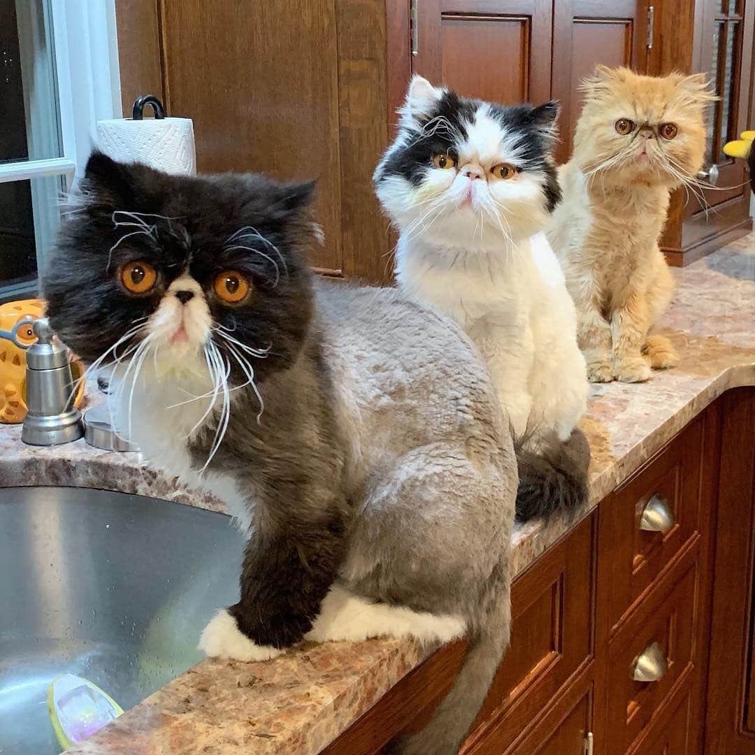 Instagramさんのインスタグラム写真 - (InstagramInstagram)「Meet the Persian cat trio of Walternate, William Bell and Walter Bishop (@walterbishopthecat). These crazy kitties love water, the vacuum and they rarely sleep. “They are all from the island of misfit toys,” jokes their human Sonya. “They truly are unique cats and partners in crime with huge mischievous but loving personalities!” #WeeklyFluff  Photo by @walterbishopthecat」7月13日 3時09分 - instagram
