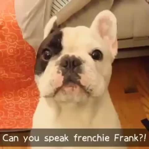 Manny The Frenchieのインスタグラム：「Flashback Friday: Me trying to teach my brother Frank how to talk. Who remembers this? #2013 #frenchietalk #OG #pioneer #flashback #fbf」