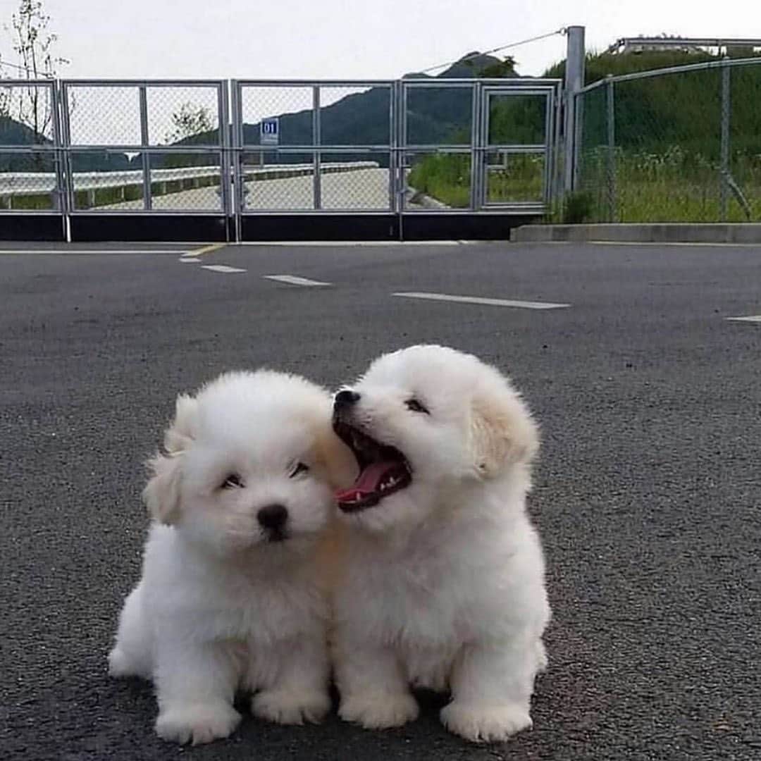 BeStylishのインスタグラム：「Dog bestfriends - how cute is this? 😍 _____ #dog #cute #dogs #cutedog #puppy #puppiesofinstagram」