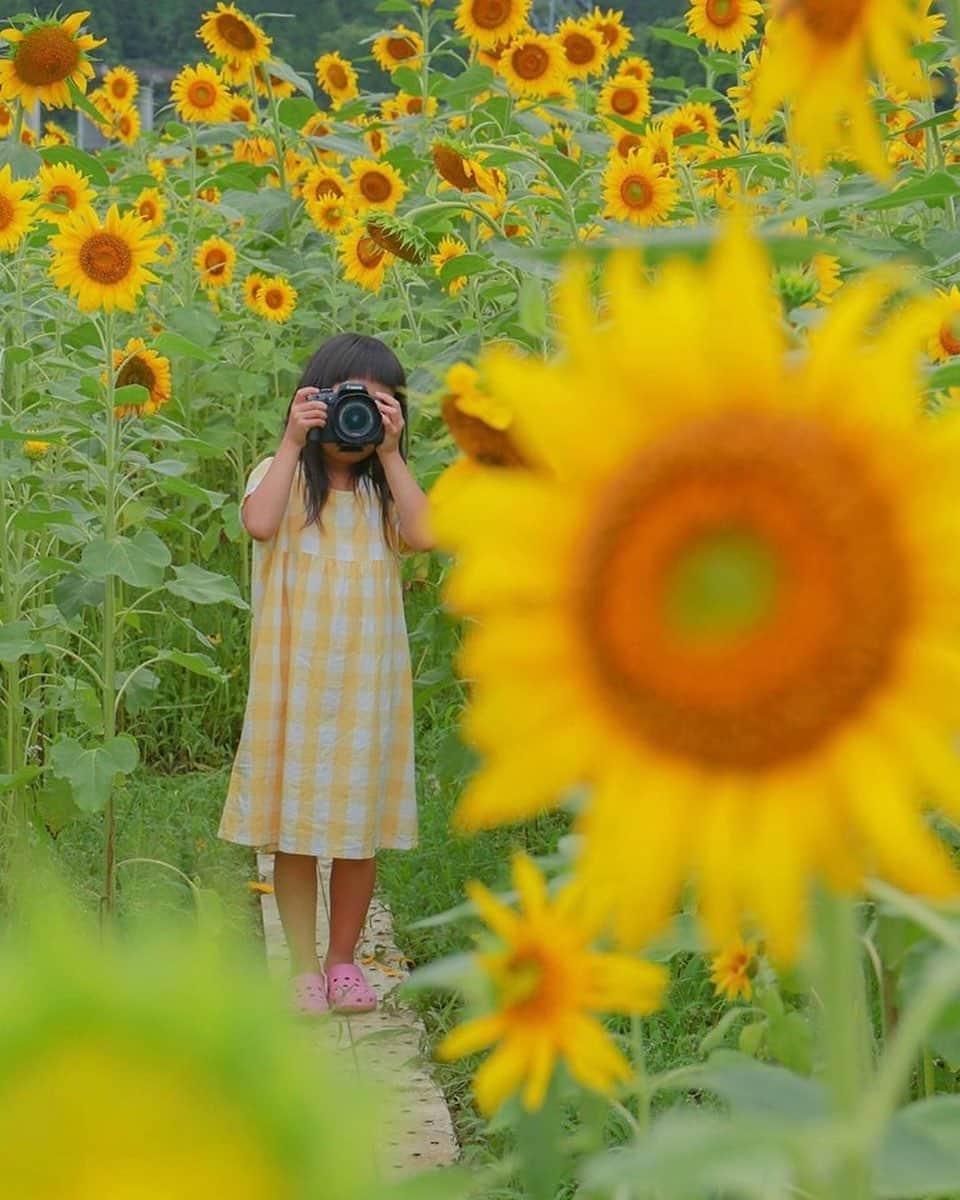 タビスルキッズのインスタグラム：「今週もお疲れさまでした😊 現在、「初夏」を楽しんでいるお写真・動画を募集中です✨ 本日の #タビスルキッズ はこちら💕 📷@side_colorfulさん 🚩三重県・度会郡「アスピア玉城」 🎙ご本人コメント 『ひまわり はじめました』  向日葵を見るとビタミンカラーに元気がもらえます🤤💓 どうにも夏空が恋しいですが、 この日は 向日葵畑で 割と涼しく過ごせたので、 これはこれで良かったのかもしれません😂✨ #アスピア玉城 ﻿﻿﻿﻿﻿＊＊＊＊＊＊ こちらも早めにひまわりが咲くんですね🌻 どんなお写真が撮れたんでしょうか😊 いつも、素敵なお写真ありがとうございます💕」