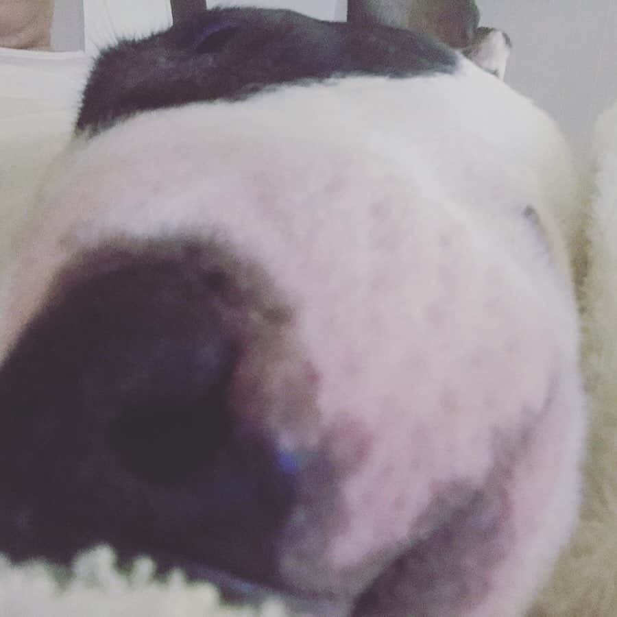 Q太郎さんのインスタグラム写真 - (Q太郎Instagram)「#minituru#bull#terrier#minibullterrier#miniturubullterrier#dog#dogstagram#cute#qtaro#love#family#ミニチュア#ブルテリア#ミニチュアブルテリア#Q太郎」7月12日 19時15分 - qtaro.jun