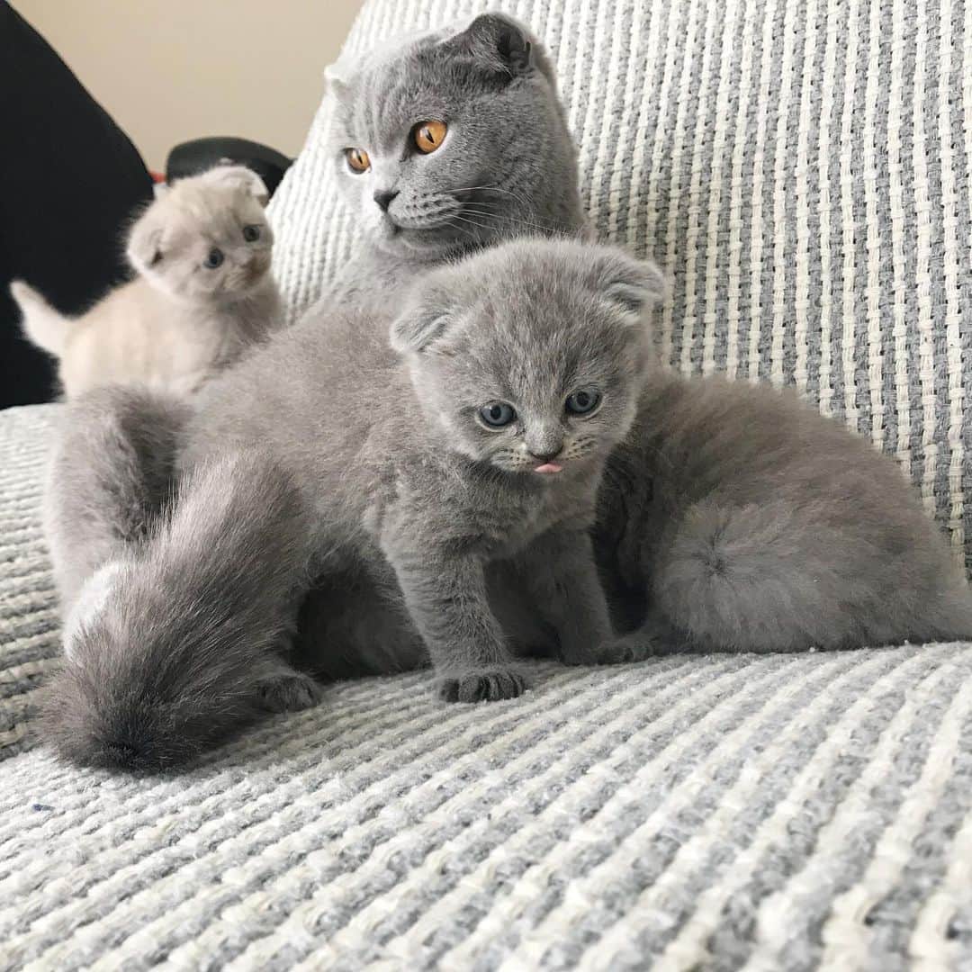 minik_catsのインスタグラム：「Rönesans tablosu gibi 😌☺️ 🎊🐱 #cutepetclub #vscoturkey #vscocam #vscocat #vsco #cat #cats #catsofinstagram #instacat #instadaily #instamood #instacool #instafollow #instapic #vscoturkey #vscolike #catstagram #catsagram #catsofworld #catslover #catoftheday #igers  #cute #pet #cutepetclub #catsoftheworld #gato_cats #catsloversworldworld #catsloversclub #thedailykitten #meowbox #catloversclub」
