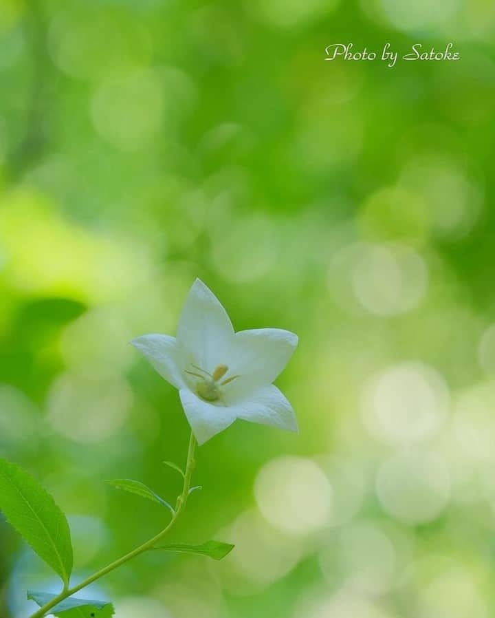 花の写真館さんのインスタグラム写真 - (花の写真館Instagram)「Photo by @wakarannto.⠀ https://instagram.com/wakarannto/⠀ .⠀ Original Post[投稿頂いたURL]⠀ https://www.instagram.com/p/BXNQsKqFYci/⠀ .⠀ 本アカウントは、 #私の花の写真 をつけてInstagramに投稿された皆さまの花の写真や、「花の写真館」Facebookページで投稿された花の写真を紹介します。⠀ 「花の写真館」Facebookページは、「 @floral.photograph 」のプロフィールにあるURLからご覧ください。⠀ .⠀ #花の写真館 #floralphotograph #floralphoto #flower #flowers #富士フイルム #FUJIFILM⠀ Follow: @floral.photograph」7月12日 19時30分 - floral.photograph