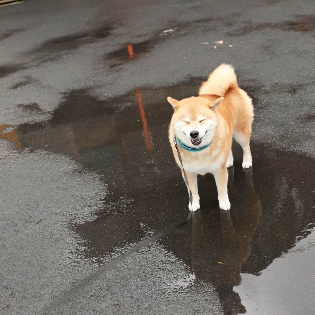 まる（まるたろう）さんのインスタグラム写真 - (まる（まるたろう）Instagram)「Jump in a puddle. Splash Splash! This is just between you and me. ✨🐶☺️✨水たまりで泳いじゃおっかな〜 #ママにはナイショにしておこうね #パパも怒られたくないでしょ #バレてもパパのせいにするからいいんだけど #じぇんぶパパのせい」7月12日 19時52分 - marutaro