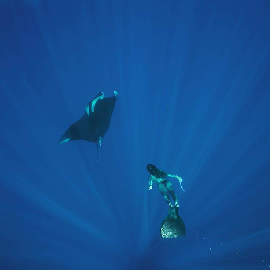 福田朋夏さんのインスタグラム写真 - (福田朋夏Instagram)「海の生物には尊敬しかない🙏💙私ももっと優雅に美しく深く潜りたい😌🐠🐟🐬🐳💙 Photo by @craigparryphotography #freediving #ocean #diving #freedom #respect」7月12日 20時09分 - tomoka_fukuda