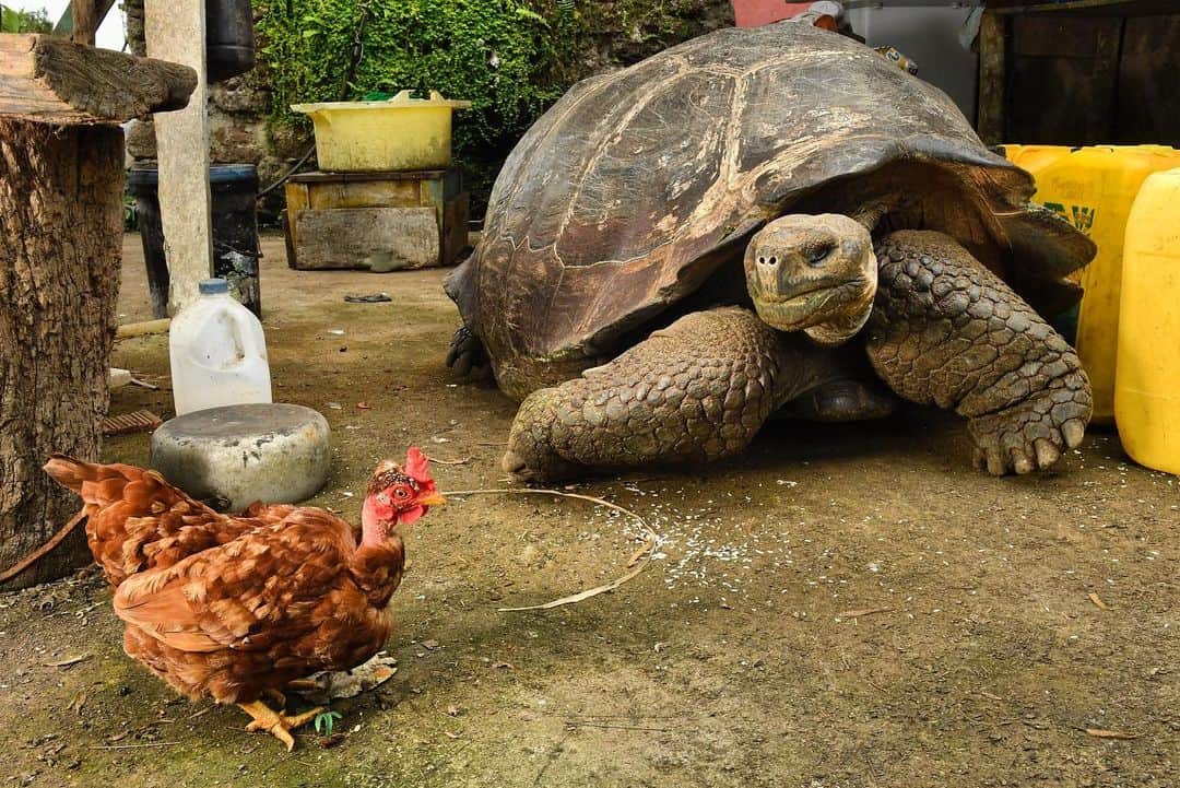 Thomas Peschakのインスタグラム：「... and now for something completely different! If you are a farmer in the highlands of the Galápagos Islands this is not a uncommon sight! During the dry season Galapagos Giant Tortoises often search for water and these quests take them close to farm houses. For @NatGeo I spent six months in the Galapagos and in between documenting marine iguanas and other island icons, I also made this unexpected photograph of a wild giant tortoise hanging out with a chicken. #farmlife #farming #galapagos #gianttortoise #chickensofinstagram #tortoisesofinstagram @luksth」