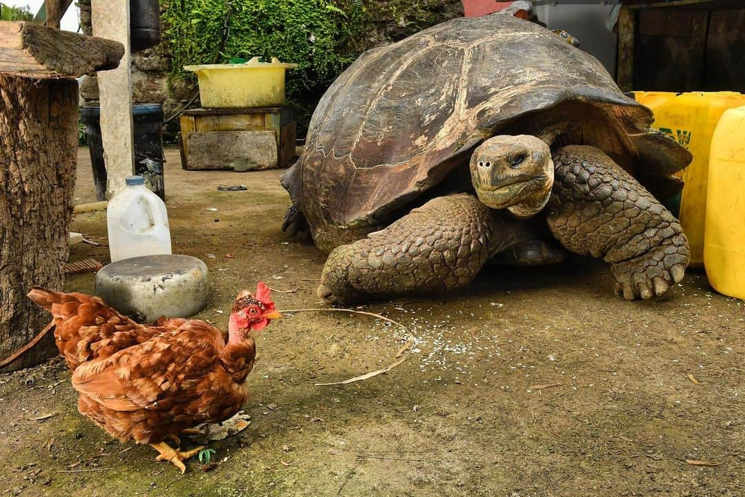 Thomas Peschakさんのインスタグラム写真 - (Thomas PeschakInstagram)「... and now for something completely different! If you are a farmer in the highlands of the Galápagos Islands this is not a uncommon sight! During the dry season Galapagos Giant Tortoises often search for water and these quests take them close to farm houses. For @NatGeo I spent six months in the Galapagos and in between documenting marine iguanas and other island icons, I also made this unexpected photograph of a wild giant tortoise hanging out with a chicken. #farmlife #farming #galapagos #gianttortoise #chickensofinstagram #tortoisesofinstagram @luksth」7月12日 21時07分 - thomaspeschak