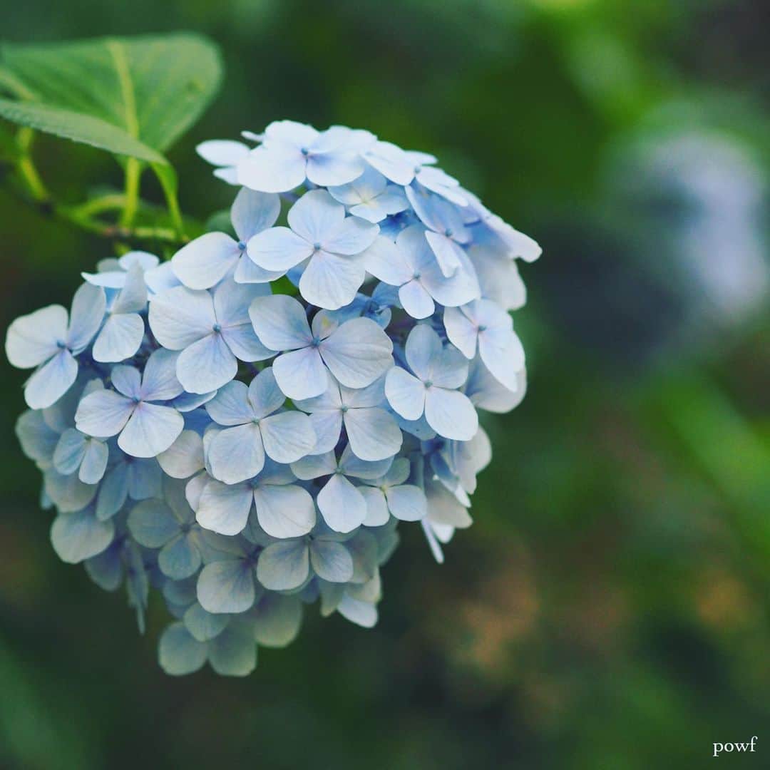 anemone_69のインスタグラム：「✤ #hydrangea #アジサイ #あじさい #紫陽花 ✤ ✤ .」