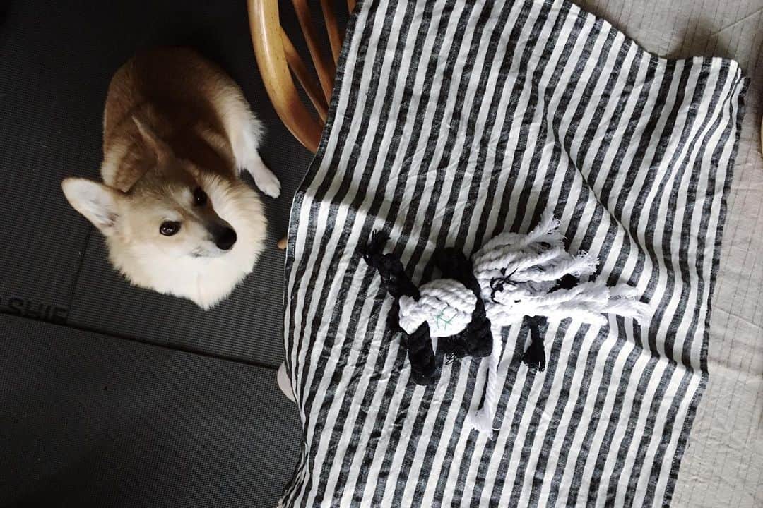 maggydaisyのインスタグラム：「_  くまちゃん、このあともっとバラバラにして そしてもう飽きたらしいです。  もう雨はたくさんーー  #maggydaisymore20190712 #corgi #コーギー #犬のいる暮らし #里親」